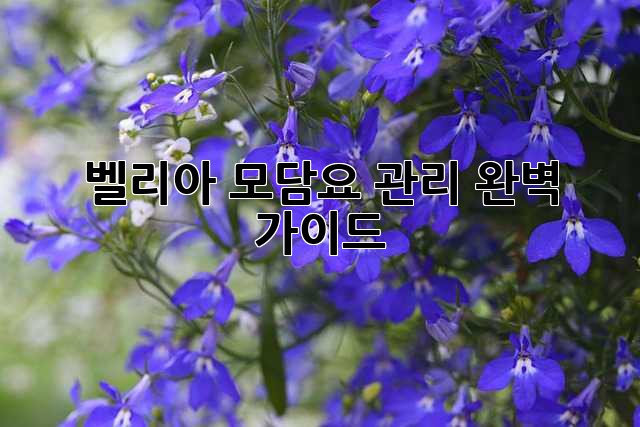 벨리아 모담요 관리, 완벽 가이드!
